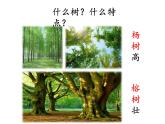 二年级上册语文部编版教案课文识字2.树之歌  课件7