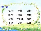 二年级上册语文部编版教案课文识字2.树之歌  课件14
