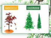 二年级上册语文部编版教案课文识字2.树之歌  课件