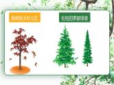 二年级上册语文部编版教案课文识字2.树之歌  课件