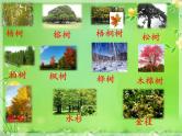 二年级上册语文部编版教案课文识字2.树之歌  课件