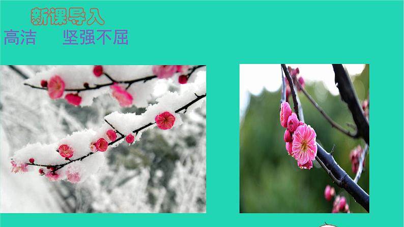 部编版六年级语文上册第一单元2丁香结课件03