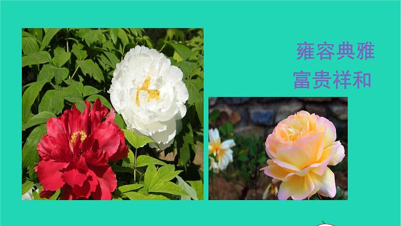 部编版六年级语文上册第一单元2丁香结课件06