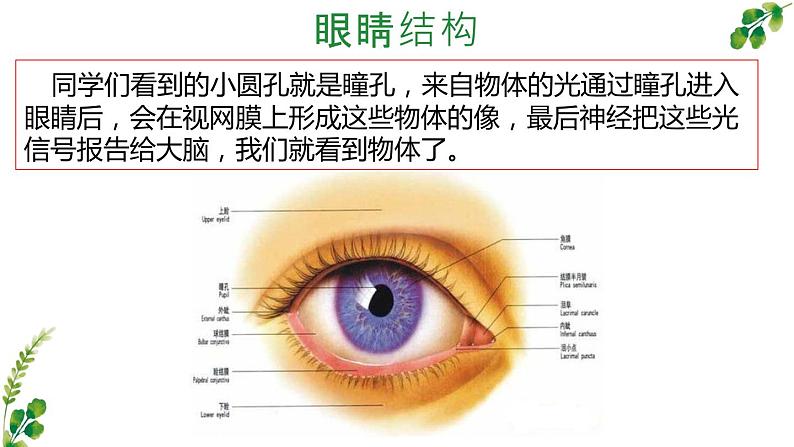 《口语交际：爱护眼睛，保护视力》公开课示范课件第3页