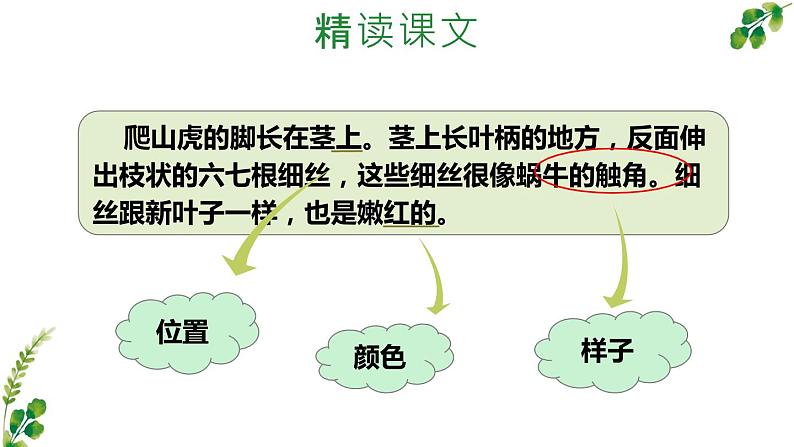 部编版四年级上语文10《爬山虎的脚》第2课时优质示范课课件05