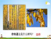 人教统编版四年级语文下册《11 白桦 第1课时》教学课件PPT小学公开课