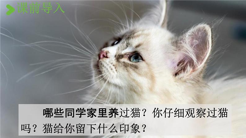 人教统编版四年级语文下册《13 猫 课时1》教学课件PPT小学公开课02