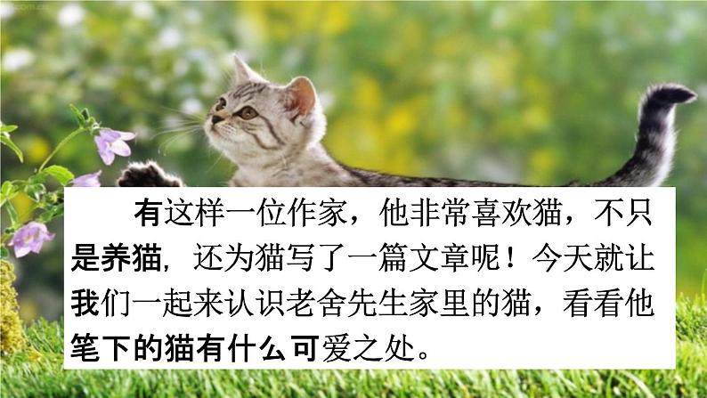 人教统编版四年级语文下册《13 猫 课时1》教学课件PPT小学公开课03