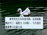 人教统编版四年级语文下册《15 白鹅 第1课时》教学课件PPT小学公开课