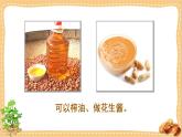 （人教版）语文五年级上册 2-落花生 PPT课件