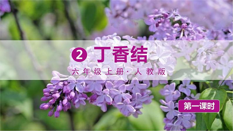 （人教版）语文6年级上册 2.丁香结 PPT课件第1页