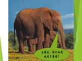 二年级上册语文人教部编版 4.曹冲称象  课件