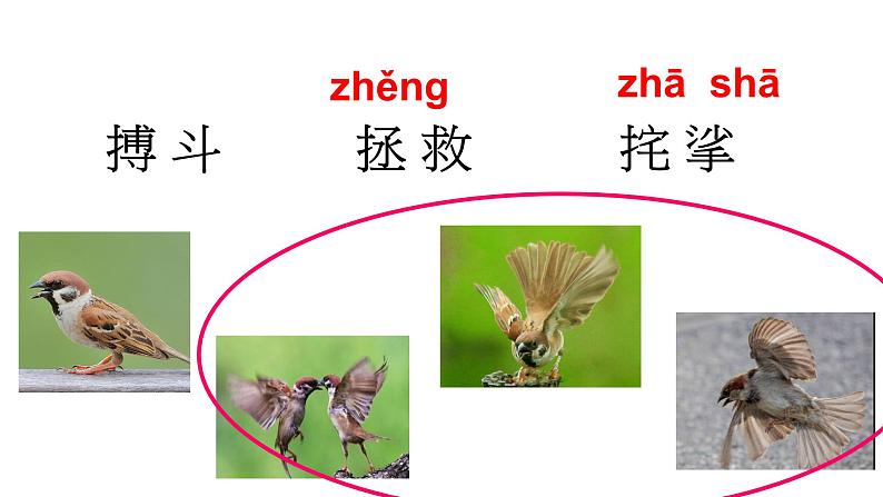 2021年部编版四年级上册《麻雀》课件第5页