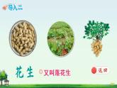 （新）部编版语文5年级上册 第一单元 2 落花生 PPT课件+教案