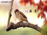 （新）部编版语文4年级上册 第五单元 16 麻雀 PPT课件+教案
