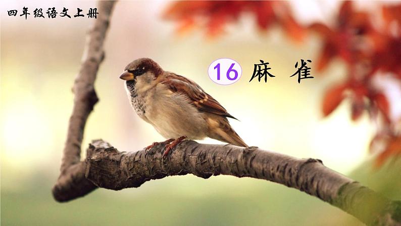 16 麻雀（课件）第4页