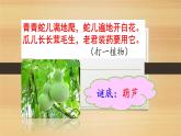 二年级上册语文人教部编版14.我要的是葫芦  课件