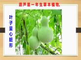 二年级上册语文人教部编版14.我要的是葫芦  课件