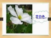 二年级上册语文人教部编版14.我要的是葫芦  课件