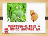 二年级上册语文人教部编版14.我要的是葫芦  课件