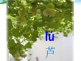 二年级上册语文人教部编版14.我要的是葫芦  课件