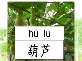 二年级上册语文人教部编版14.我要的是葫芦  课件