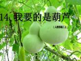二年级上册语文人教部编版14.我要的是葫芦  课件
