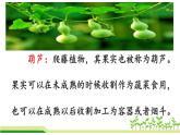 二年级上册语文人教部编版14.我要的是葫芦  课件