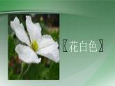 二年级上册语文人教部编版14.我要的是葫芦  课件