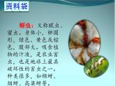 二年级上册语文人教部编版14.我要的是葫芦  课件