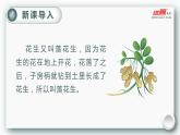 （教案匹配课件）2.落花生