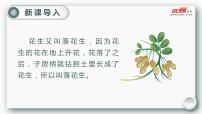 小学人教部编版第一单元2 落花生授课课件ppt