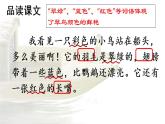 人教版（部编版）小学语文三年级上册 15.搭船的鸟  课件