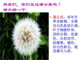 人教版（部编版）小学语文三年级上册 16.金色的草地  课件