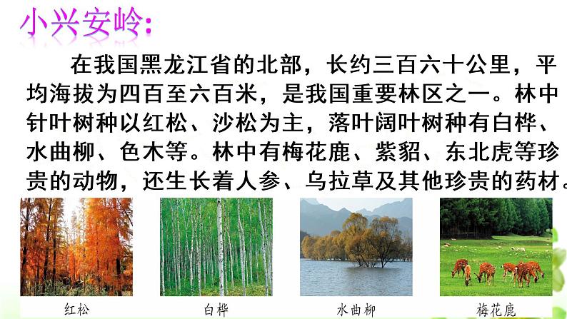 人教版（部编版）小学语文三年级上册 20.美丽的小兴安岭  课件02