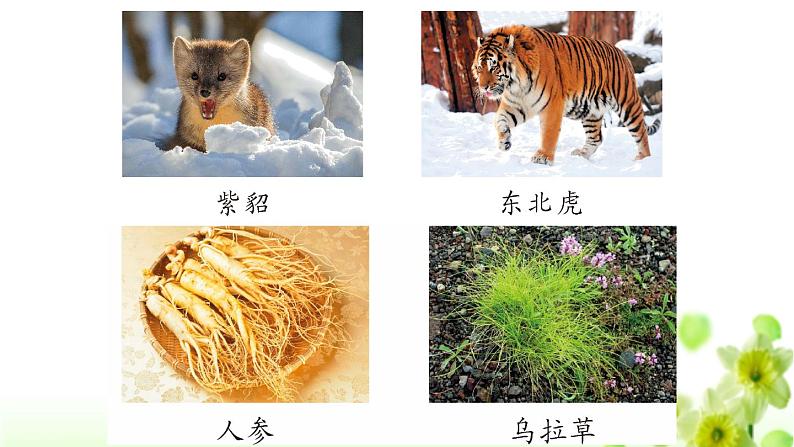 人教版（部编版）小学语文三年级上册 20.美丽的小兴安岭  课件03