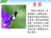 二下9 枫树上的喜鹊课件