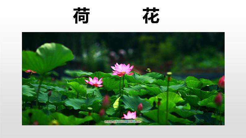 三下3《荷花》课件03