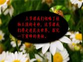 三下14蜜蜂课件