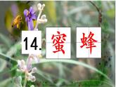 三下14蜜蜂课件
