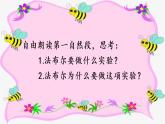 三下14蜜蜂课件
