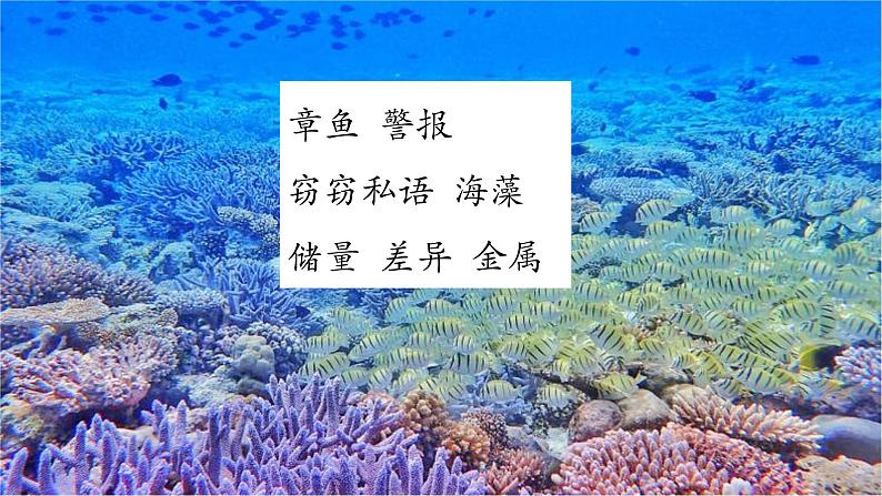 三下23海底世界课件第4页