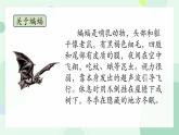 四年级上册语文人教部编版 6.夜间飞行的秘密  课件