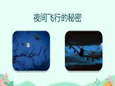 四年级上册语文人教部编版 6.夜间飞行的秘密  课件