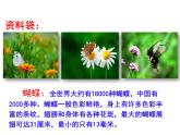 四年级上册语文人教部编版 8.蝴蝶的家  课件