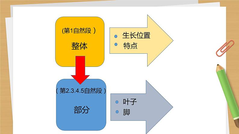 四年级上册语文人教部编版 10.爬山虎的脚  课件05