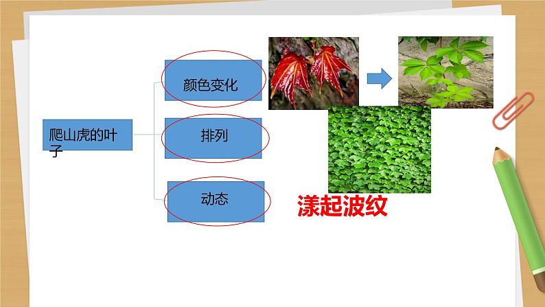 四年级上册语文人教部编版 10.爬山虎的脚  课件07