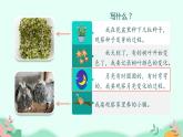 四年级上册语文人教部编版 习作：写观察日记  课件