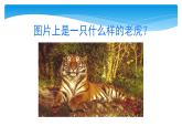 四年级上册语文人教部编版 19.一只窝囊的大老虎  课件