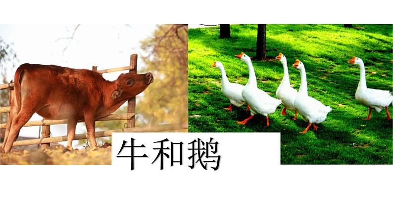 四年级上册语文人教部编版 18.牛与鹅  课件01